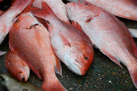 snapper fish|Snapper Fish Guide: Habitat, Diet, Life Cycle, and Facts .